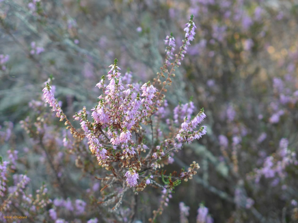 13 Castille et Leon 34 La Alberca Camino de las Raices P1410371