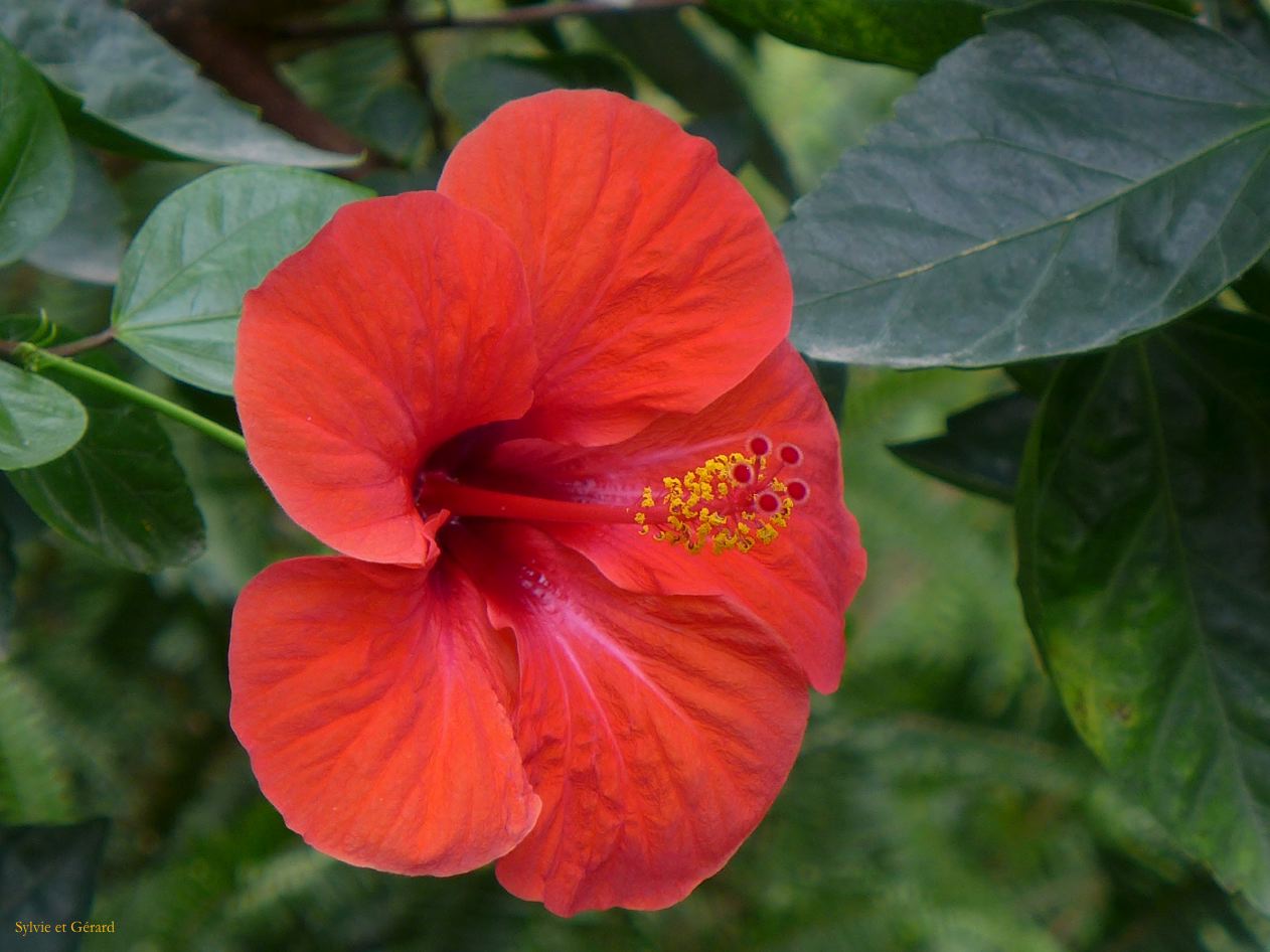 Malaga 14 Cathédrale l'extérieur 