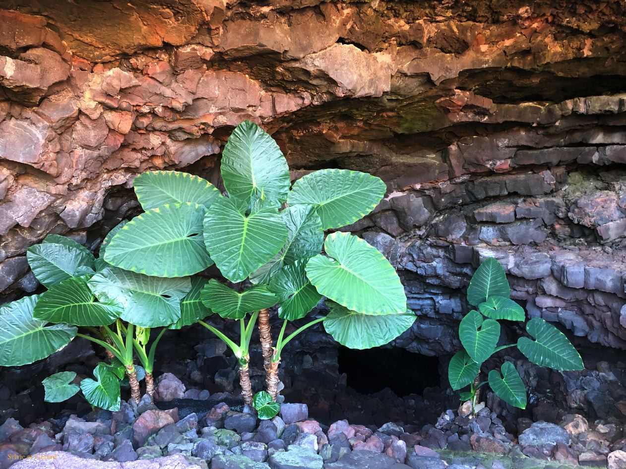 020 Cueva de los Verdes entrée du tunnel de lave IMG_7329