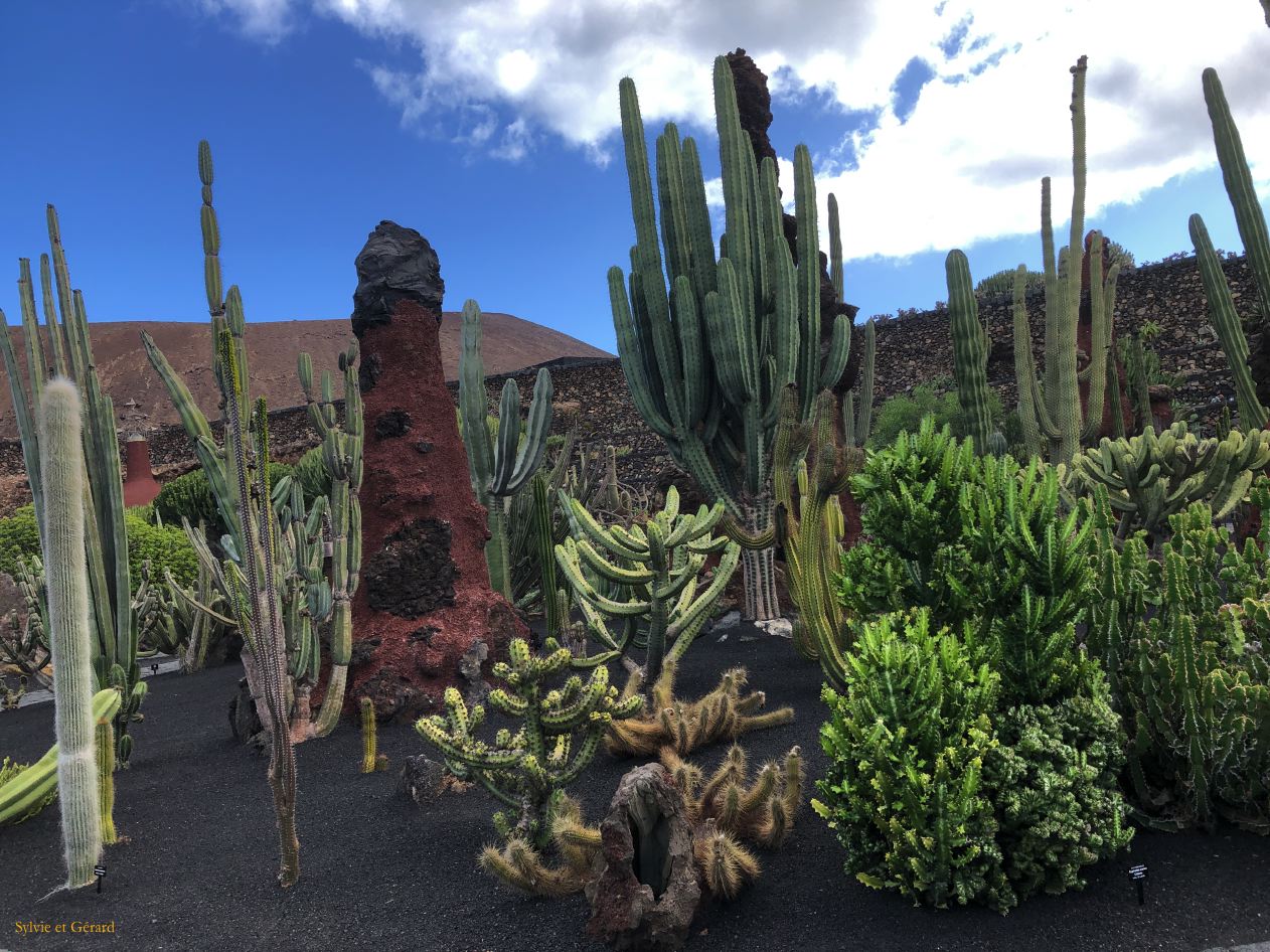 002 Jardin de cactus vue d'ensemble IMG_7273