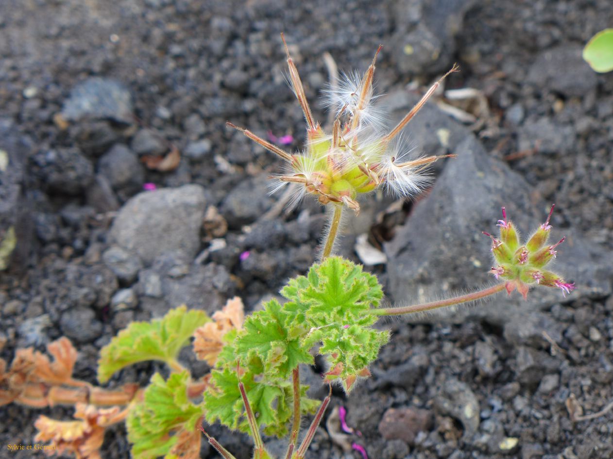 041 Montana del Cuervo sur le sentier P1290623