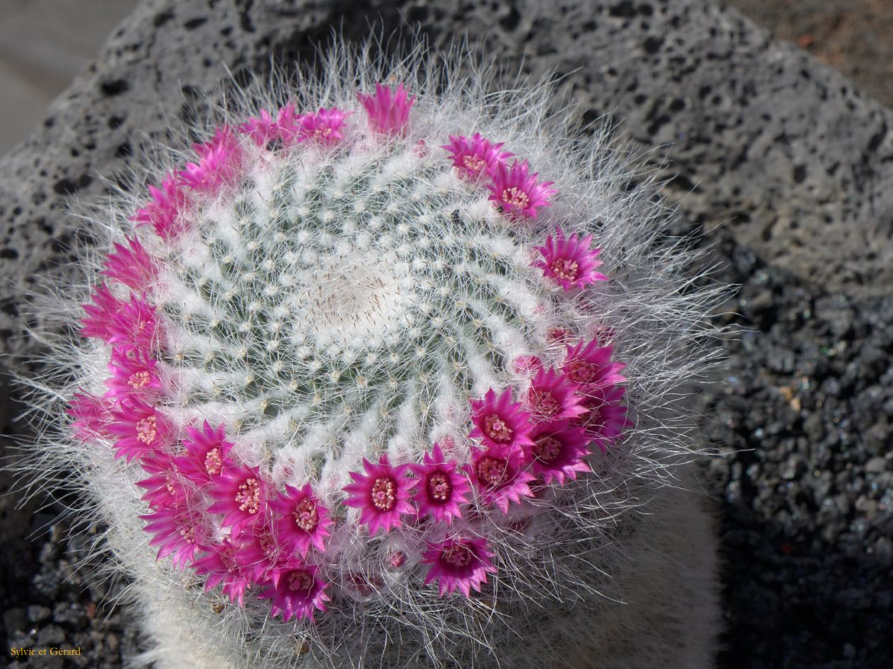 004 Jardin de cactus P1280889