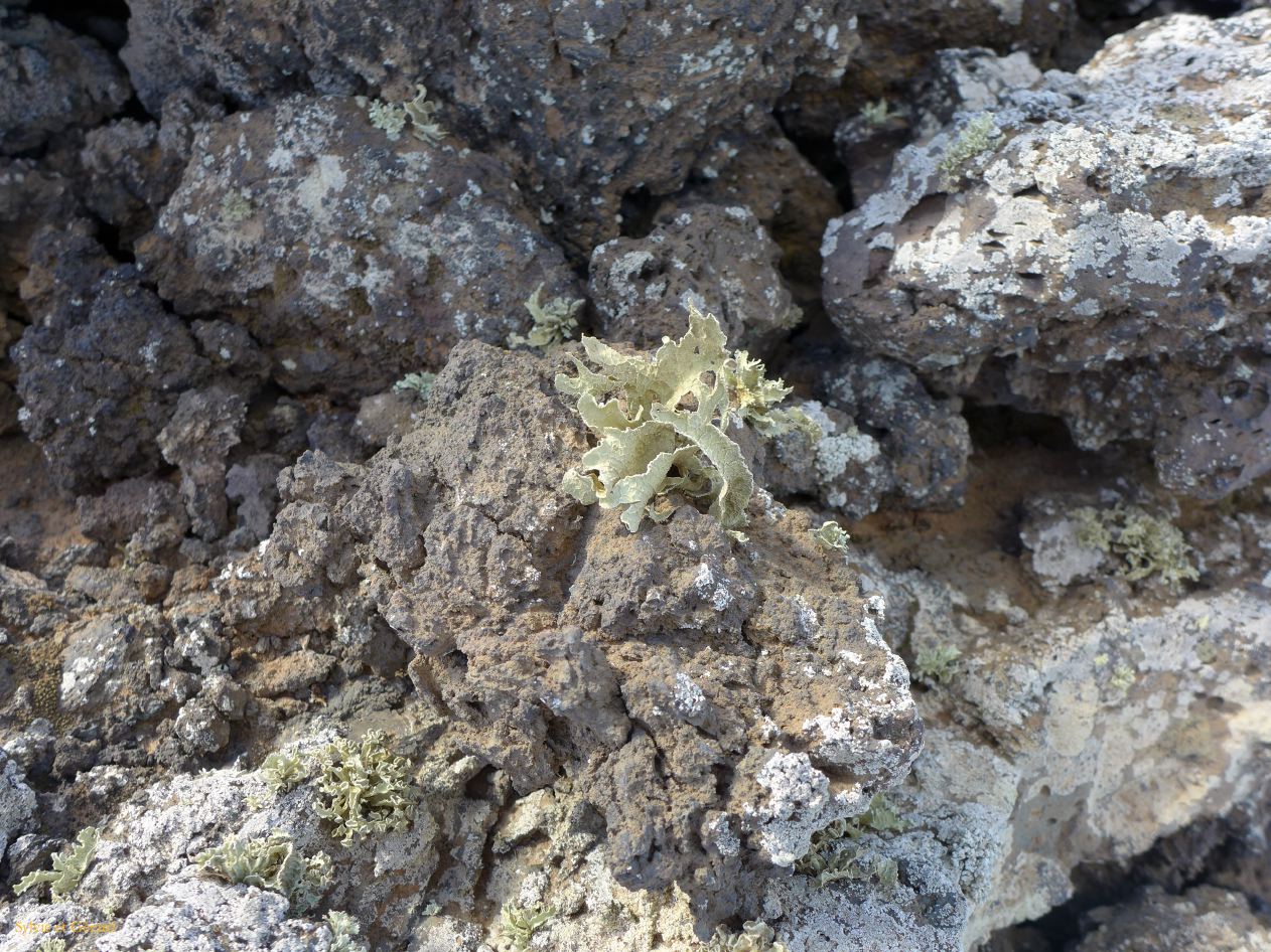 068 Caldera Blanca le champs de lave P1290914