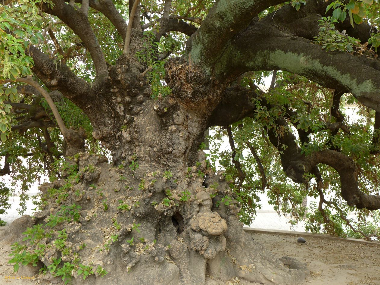 137 Monasterio de la Cartuja les jardins 