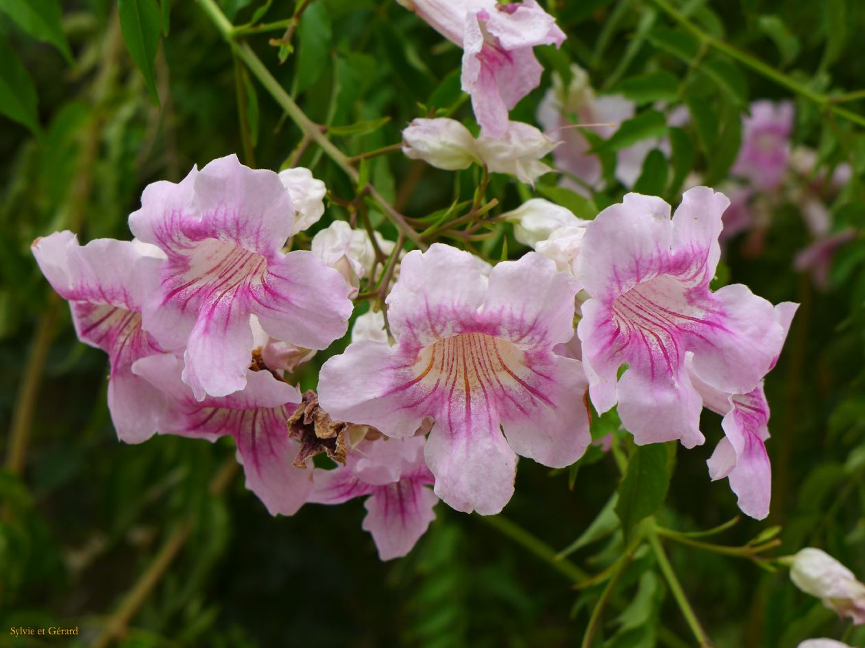 139 Monasterio de la Cartuja les jardins 