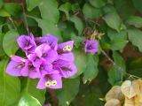 120 Torre del Oro bougainvilliers 