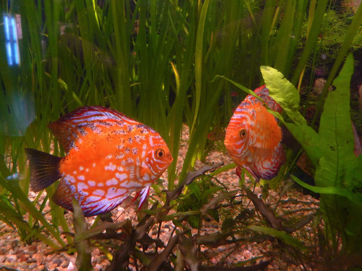 066 Barcelone Port Vell L Aquarium