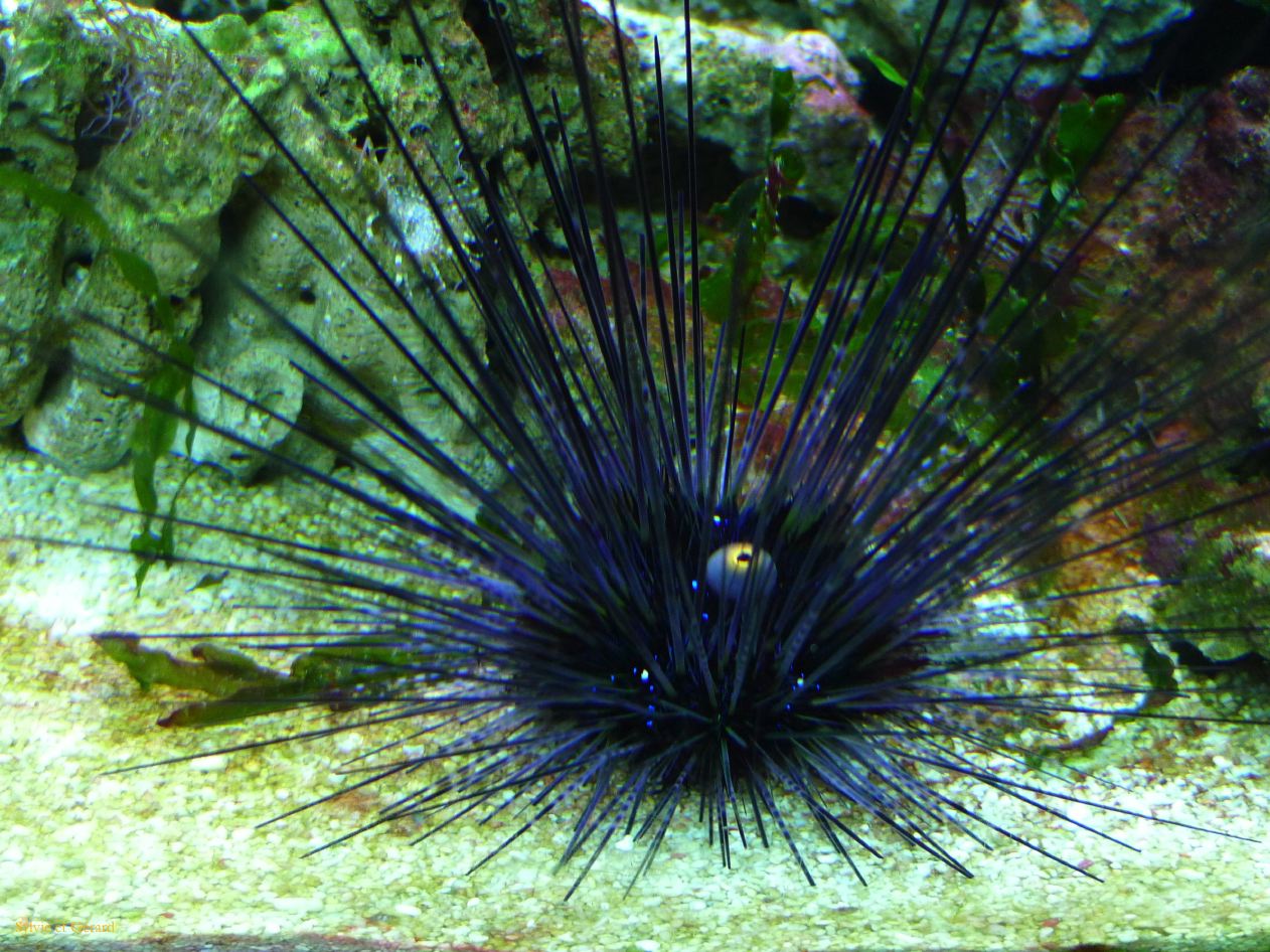 067 Barcelone Port Vell L Aquarium