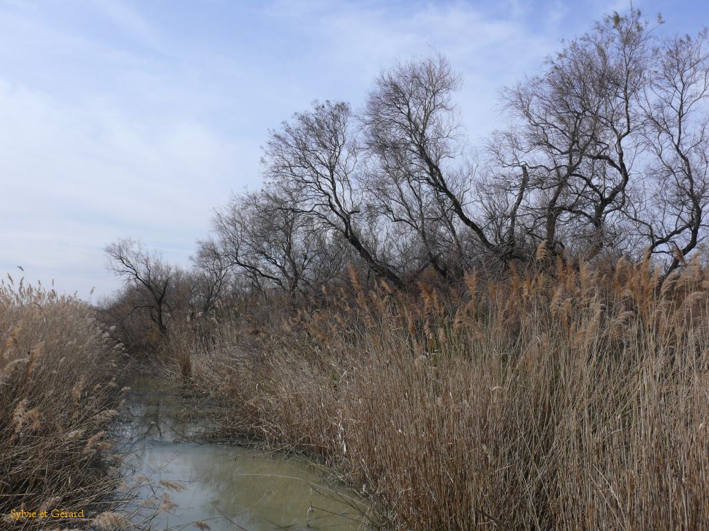 Marais du Vigueyrat 02