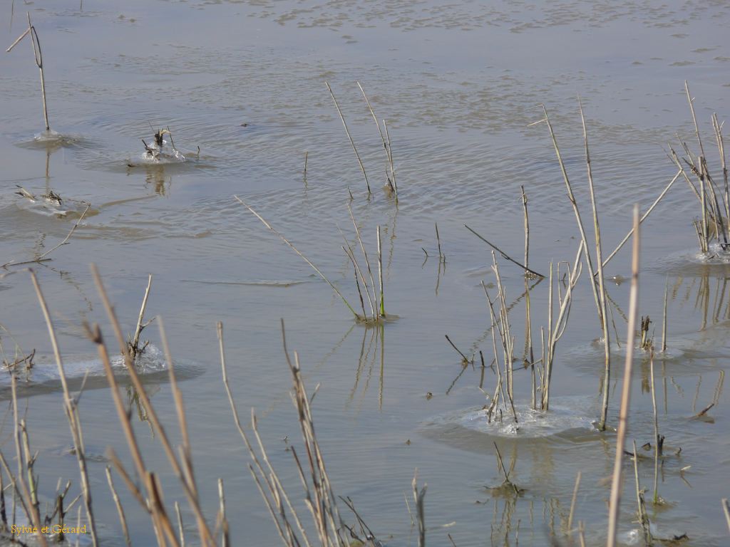 Marais du Vigueyrat 03