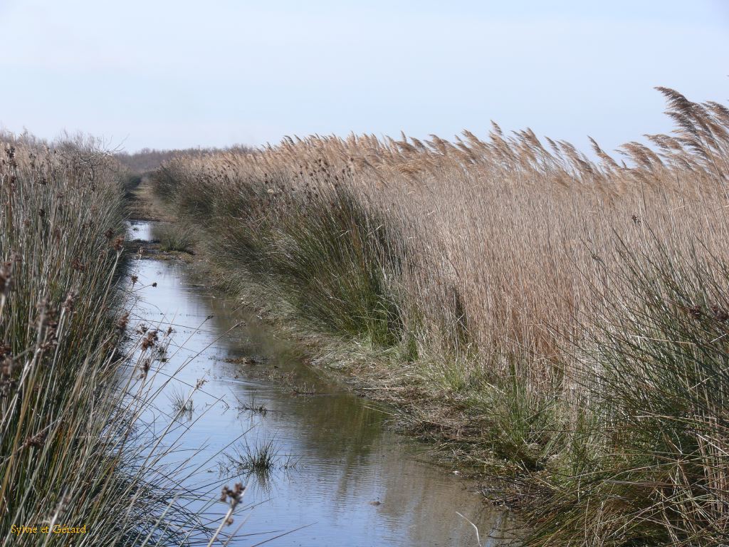 Marais du Vigueyrat 04