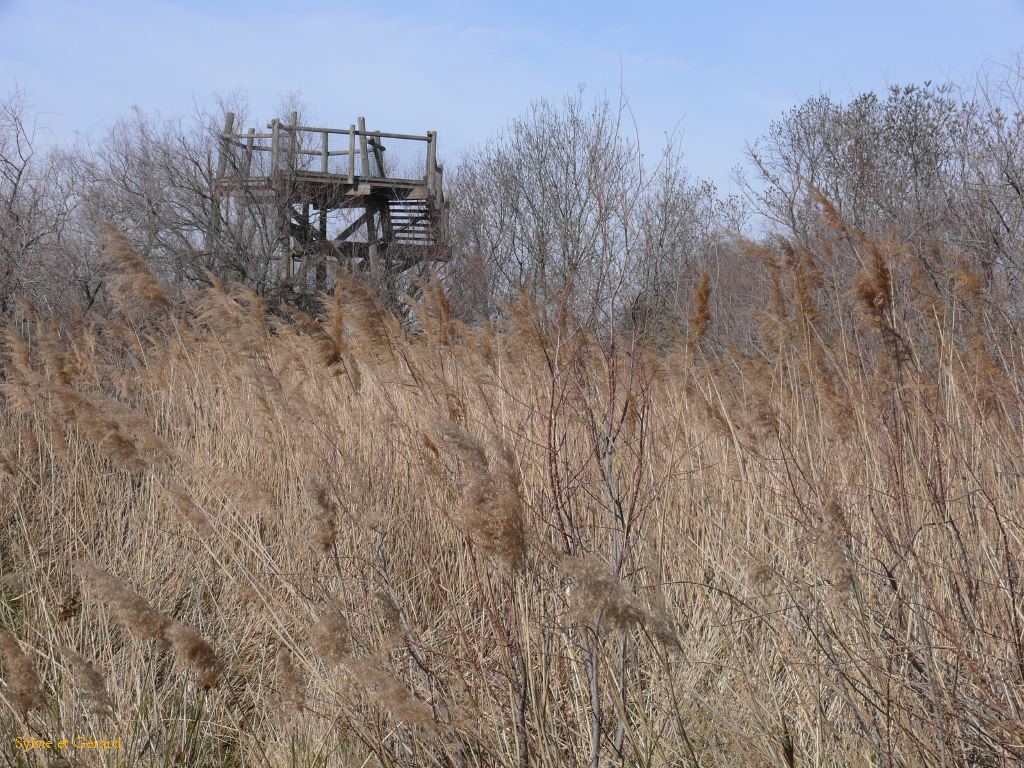 Marais du Vigueyrat 05