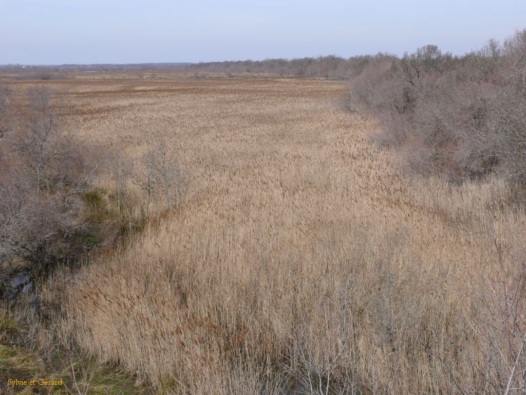 Marais du Vigueyrat 06