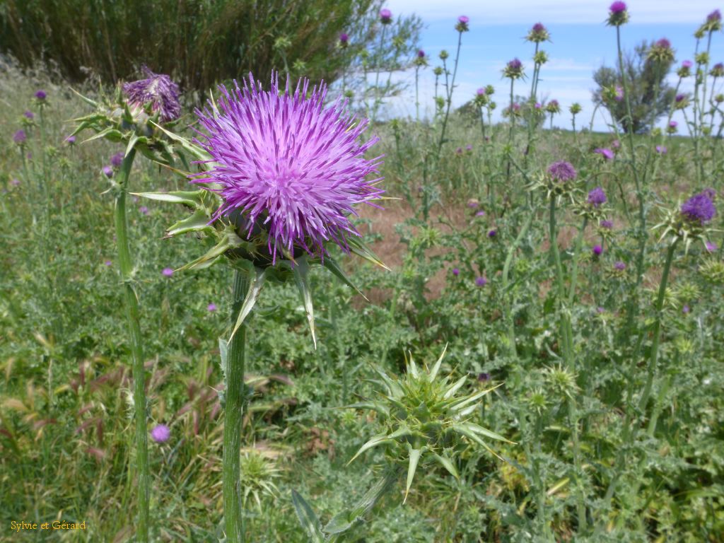 Mas de Pont de Rousty 03