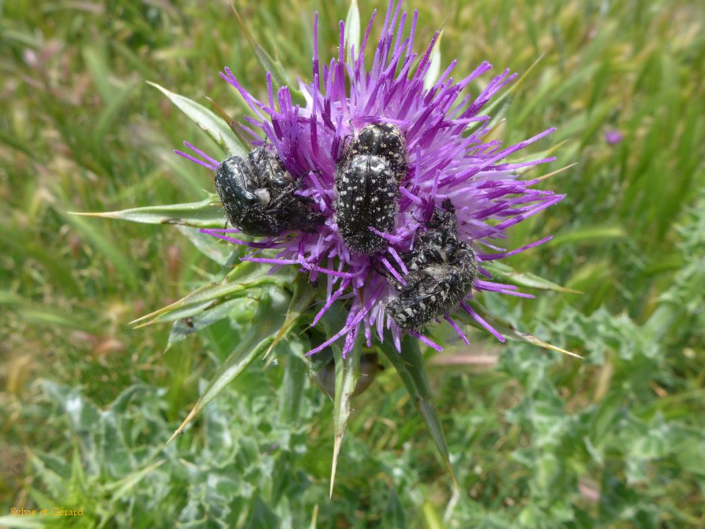 Mas de Pont de Rousty 05