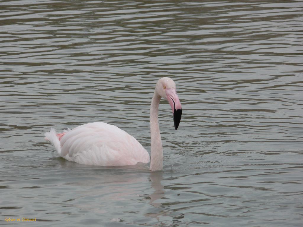 Pont de Gau 08 Flamant rose