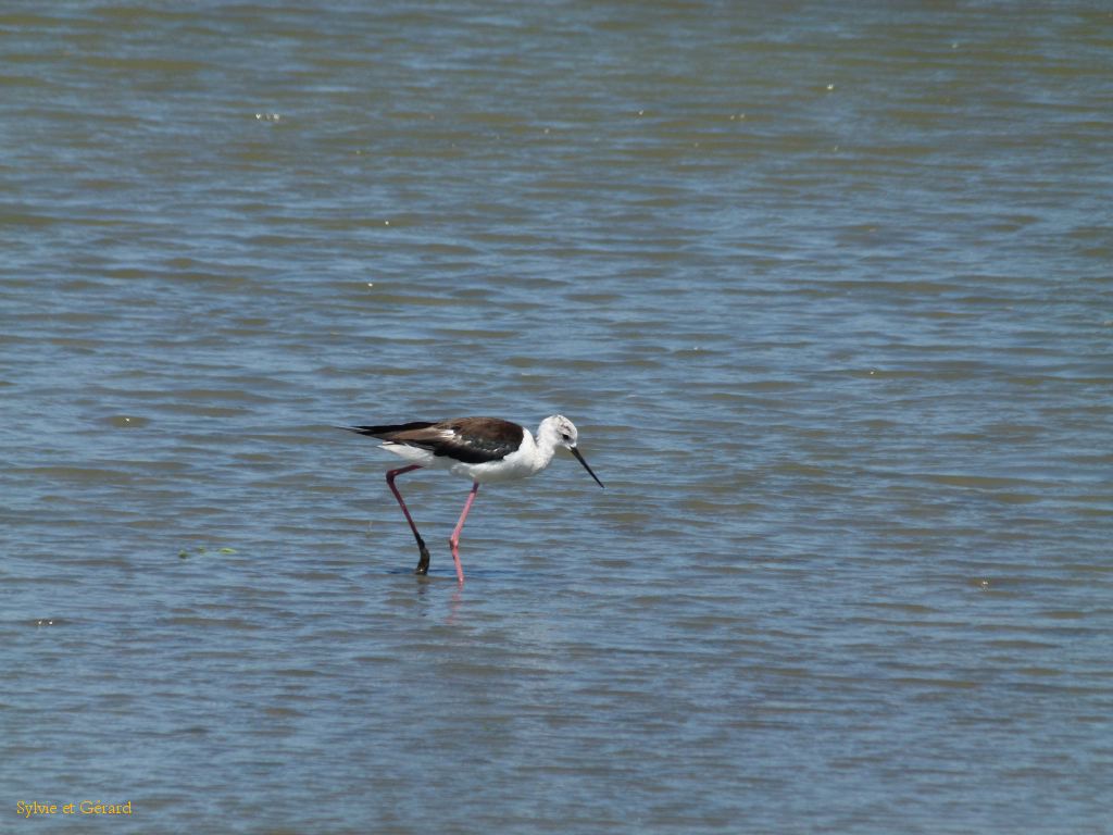 Pont de Gau 10 Echasse