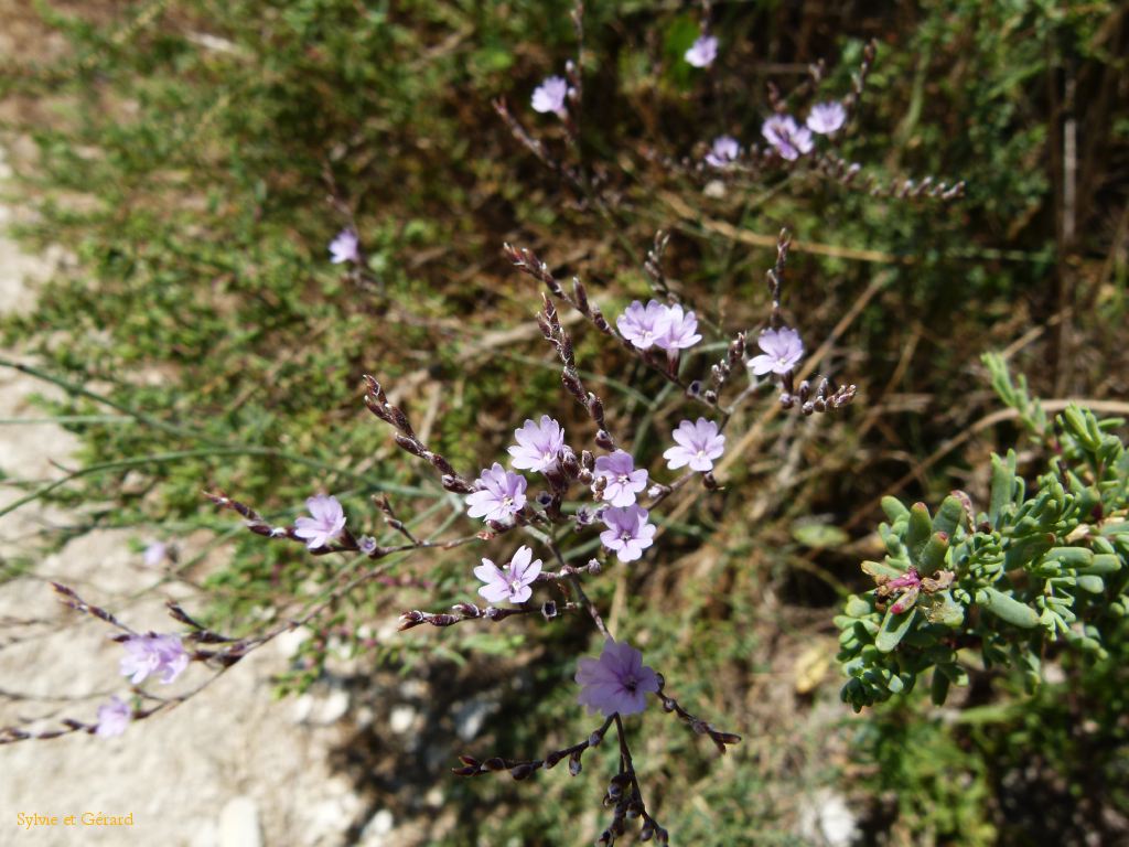 Pont de Gau 11 Saladelle