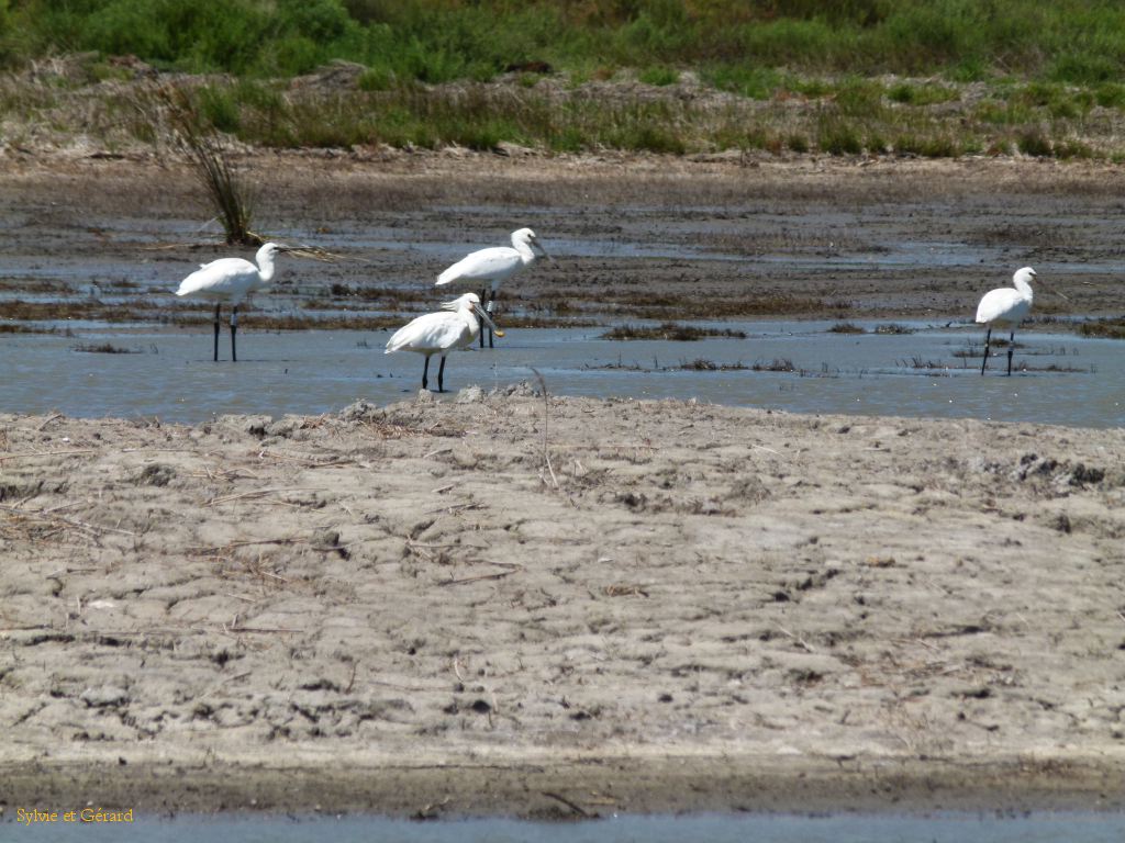 Pont de Gau 12 Spatules