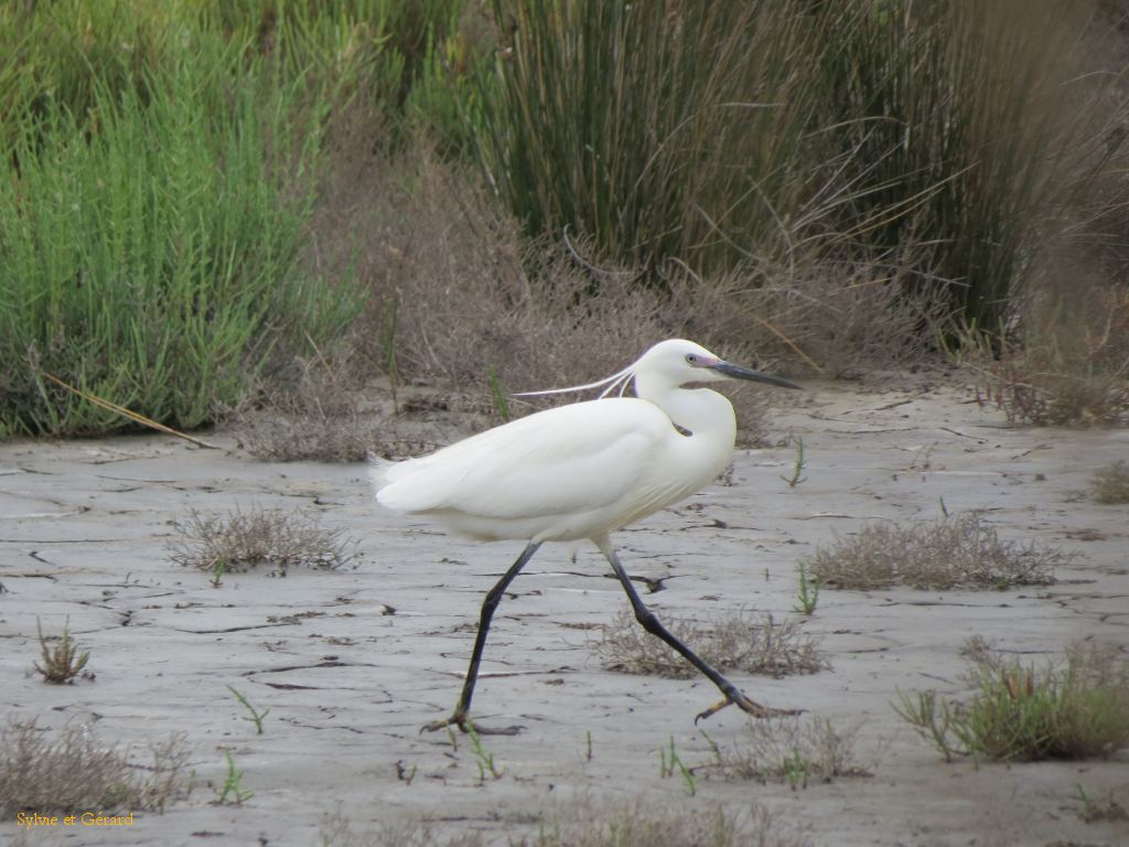 Pont de Gau 13 Aigrette