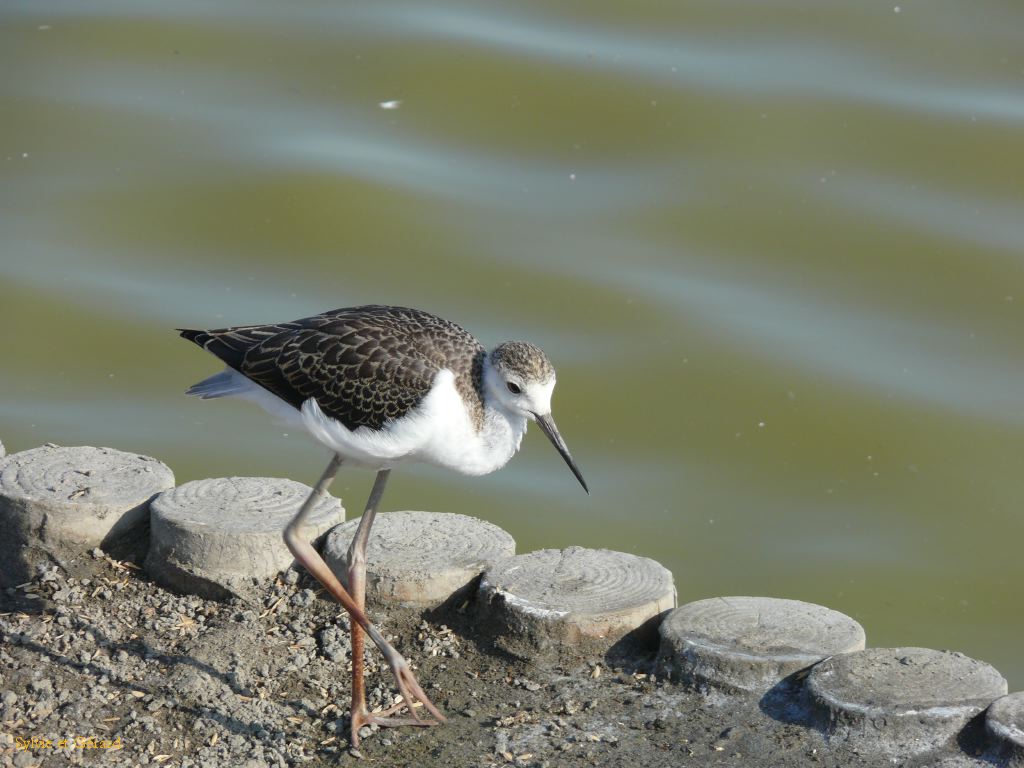 Pont de Gau 15 Echasse