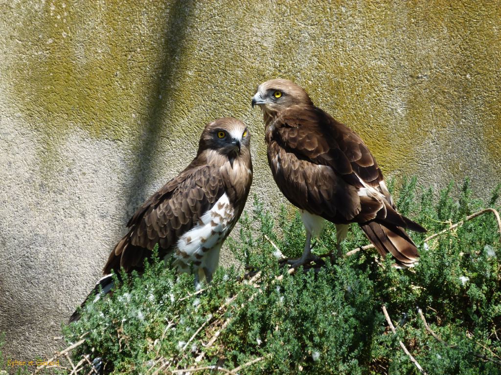 Pont de Gau 16 busards