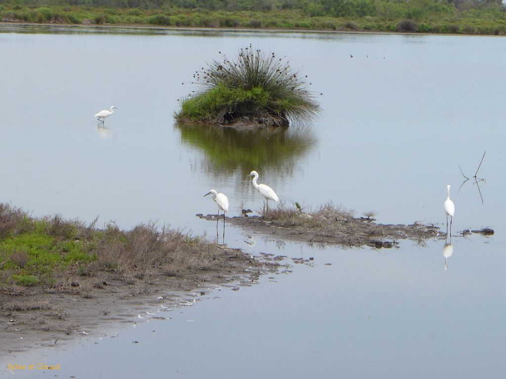 Pont de Gau 19 Aigrettes 