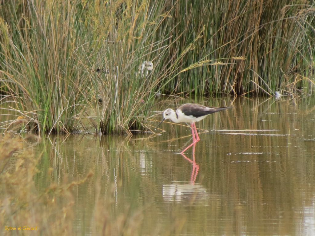 Pont de Gau 21 Echasse