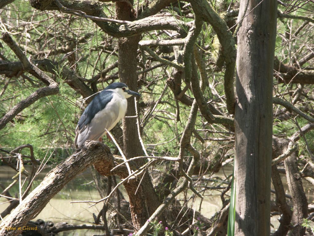 Pont de Gau 22 Héron  