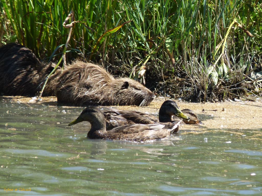 Pont de Gau 23 Ragondins