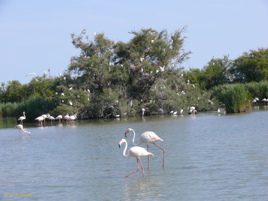 Pont de Gau 24 Flamants roses
