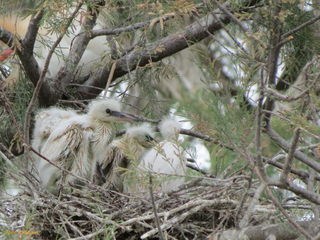 Pont de Gau 25 Nid de Héron