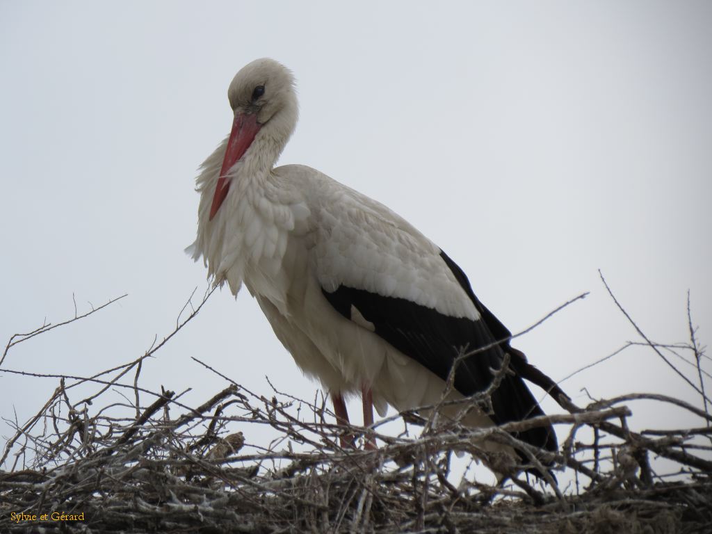 Pont de Gau 27 cigogne