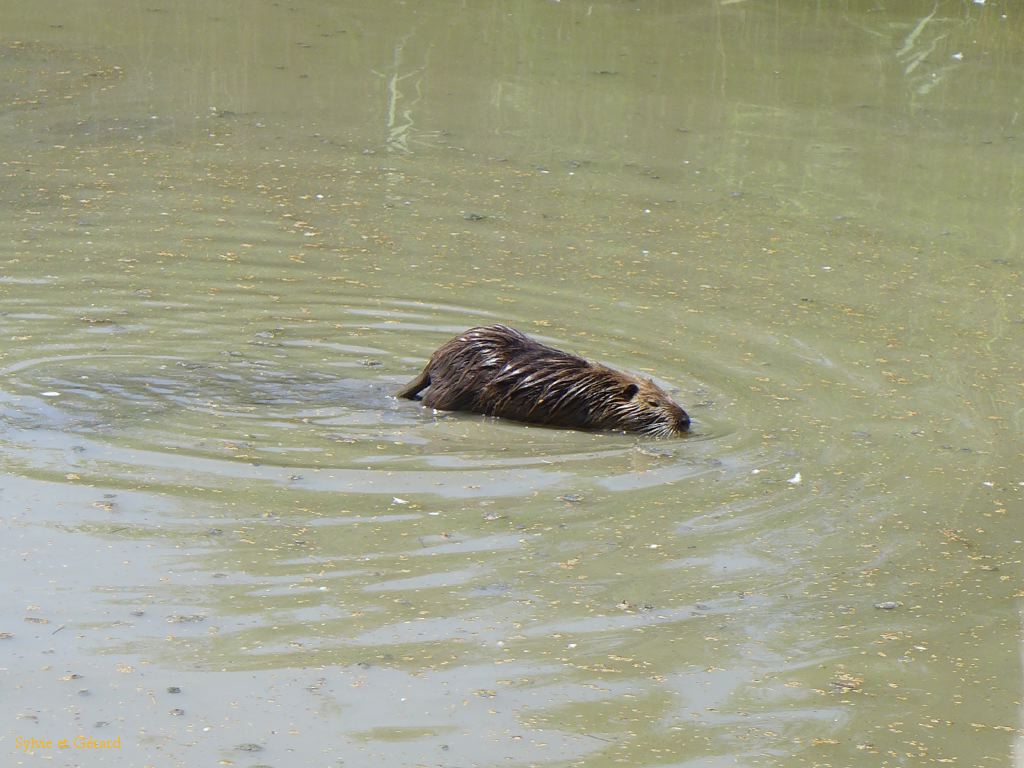Pont de Gau 29 Ragondin