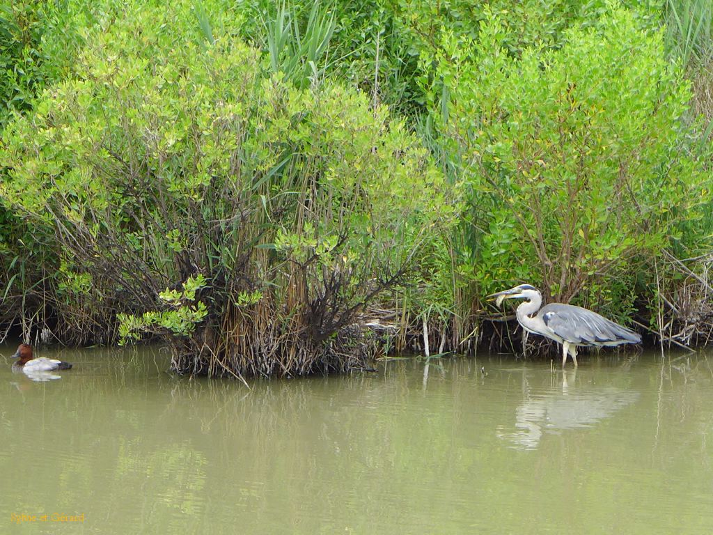 Pont de Gau 32 Héron