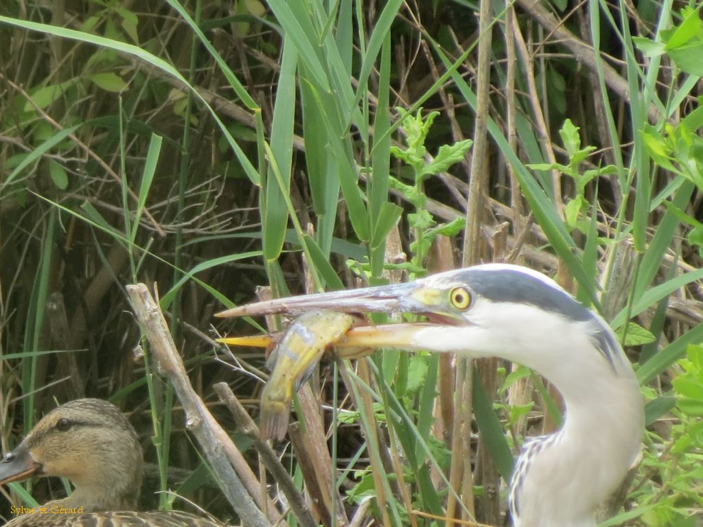 Pont de Gau 33 Héron
