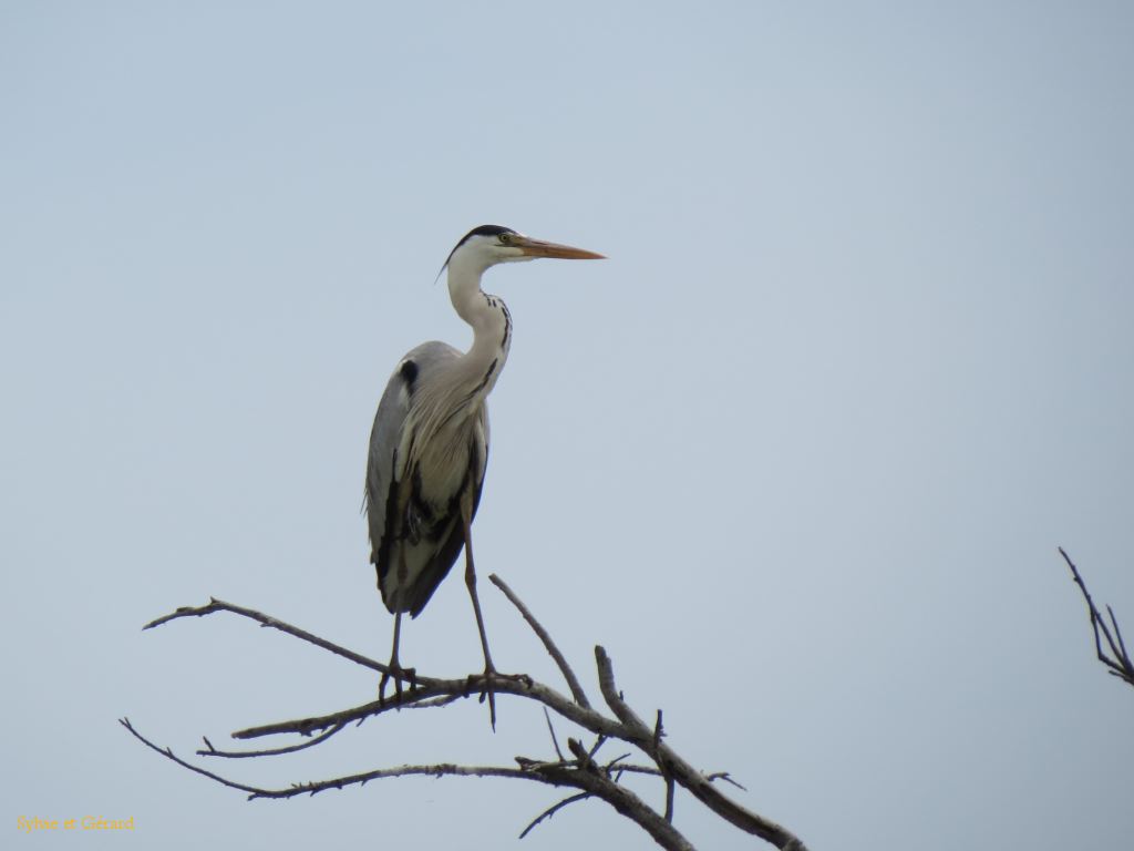 Pont de Gau 38 Héron