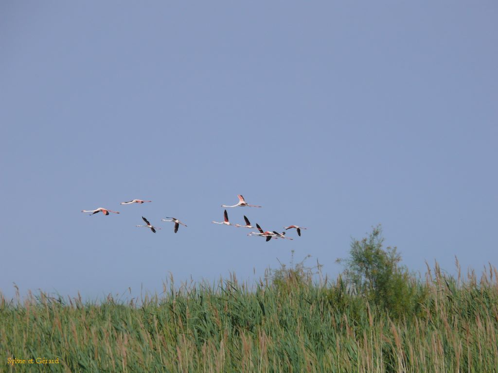 Pont de Gau 42 Flamants roses