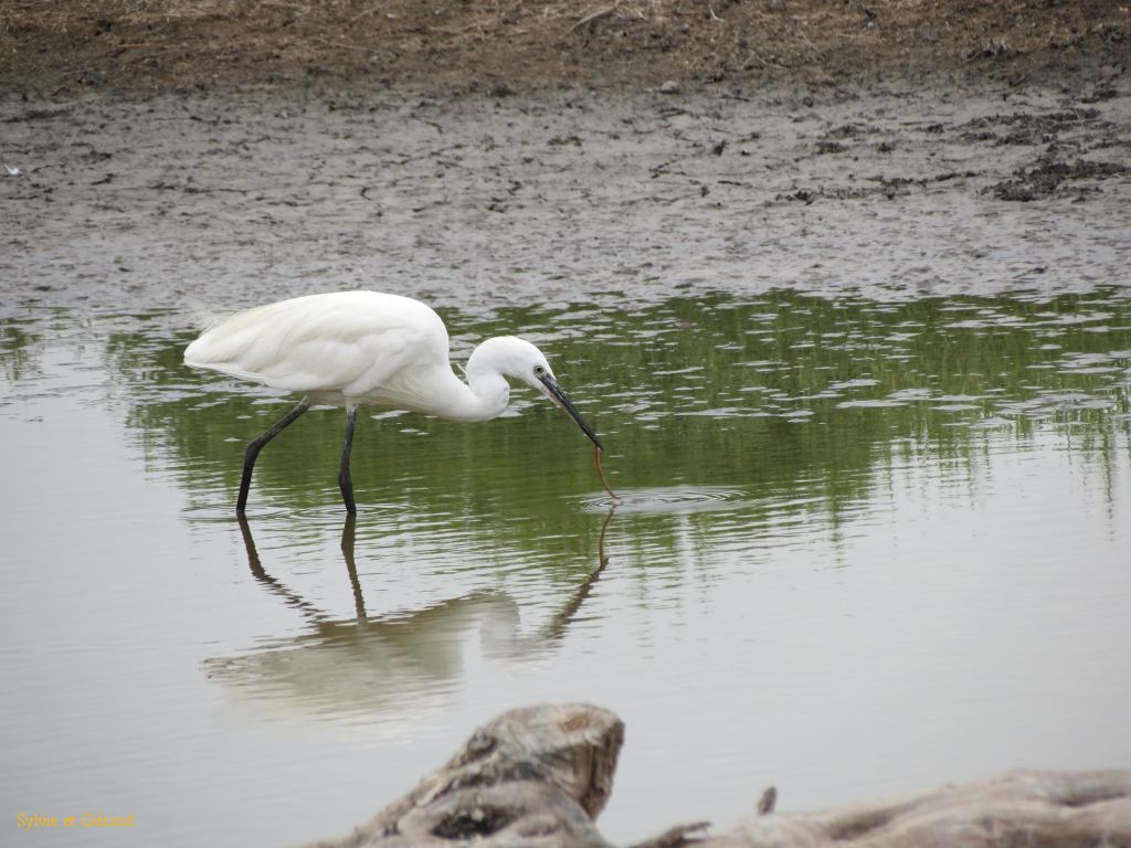 Pont de Gau 43 Aigrette