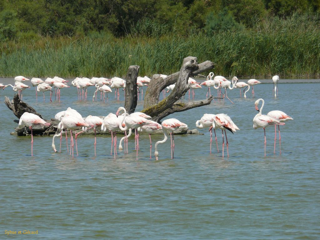 Pont de Gau 46 Flamants roses