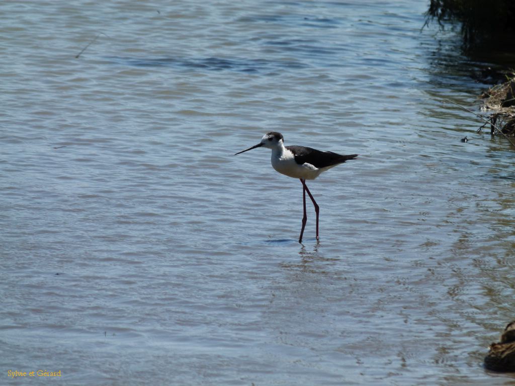 Pont de Gau 48 Echasse