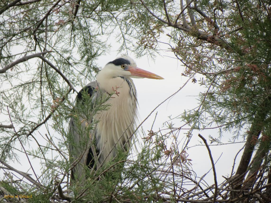 Pont de Gau 49 Héron