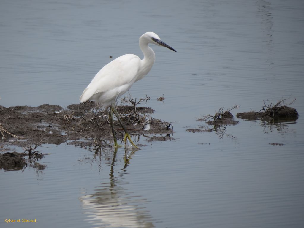 Pont de Gau 51 Aigrette