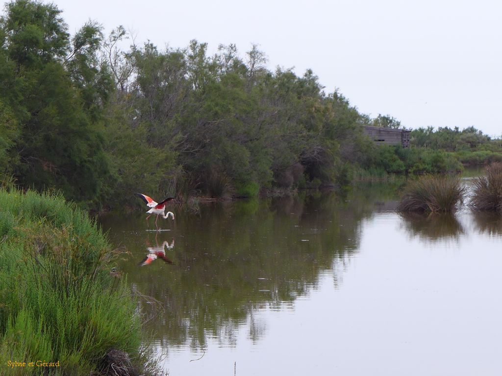 Pont de Gau 52 Flamant rose