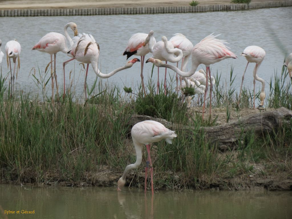 Pont de Gau 53 Flamants roses