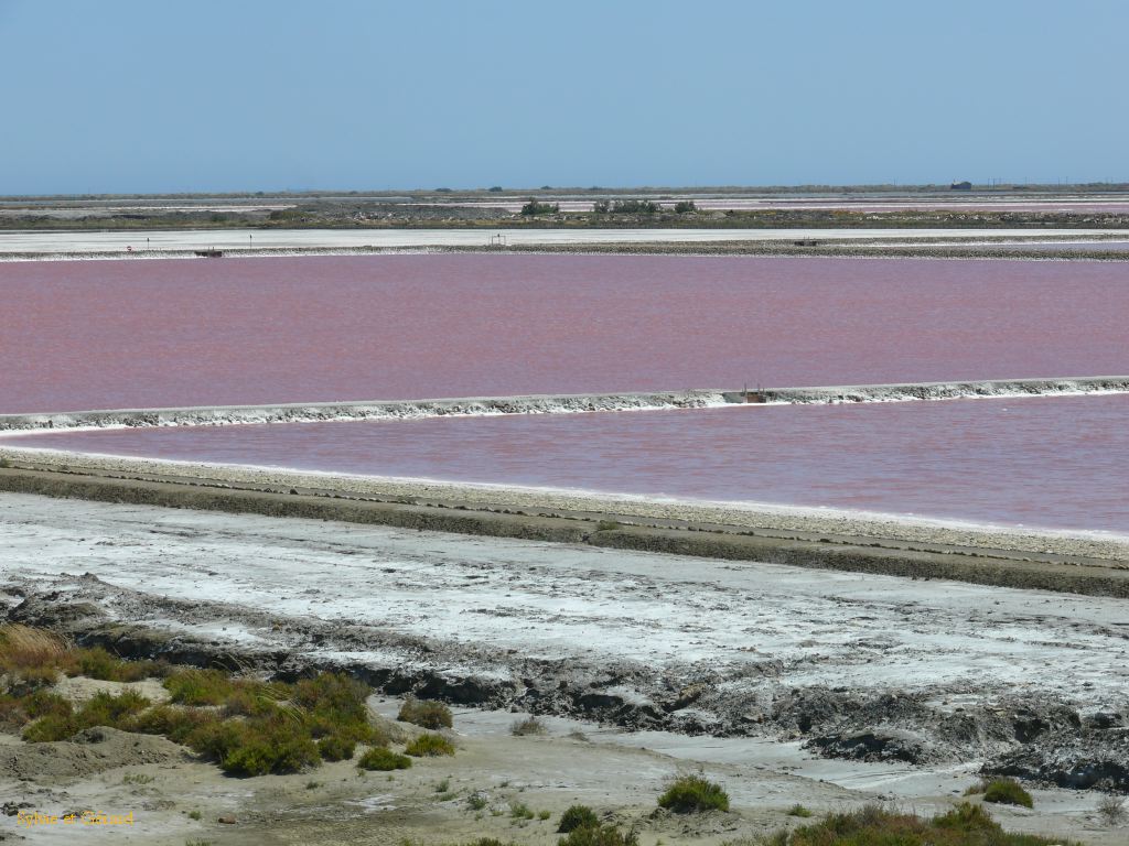 Salins de Giraud 02