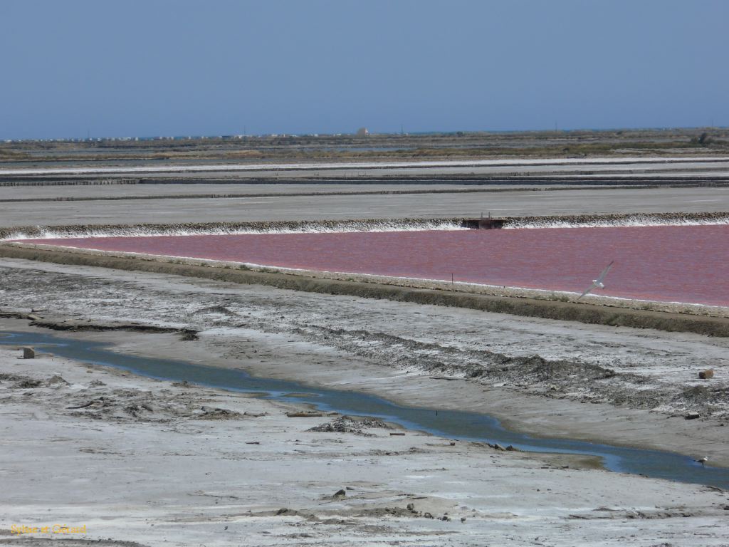 Salins de Giraud 03