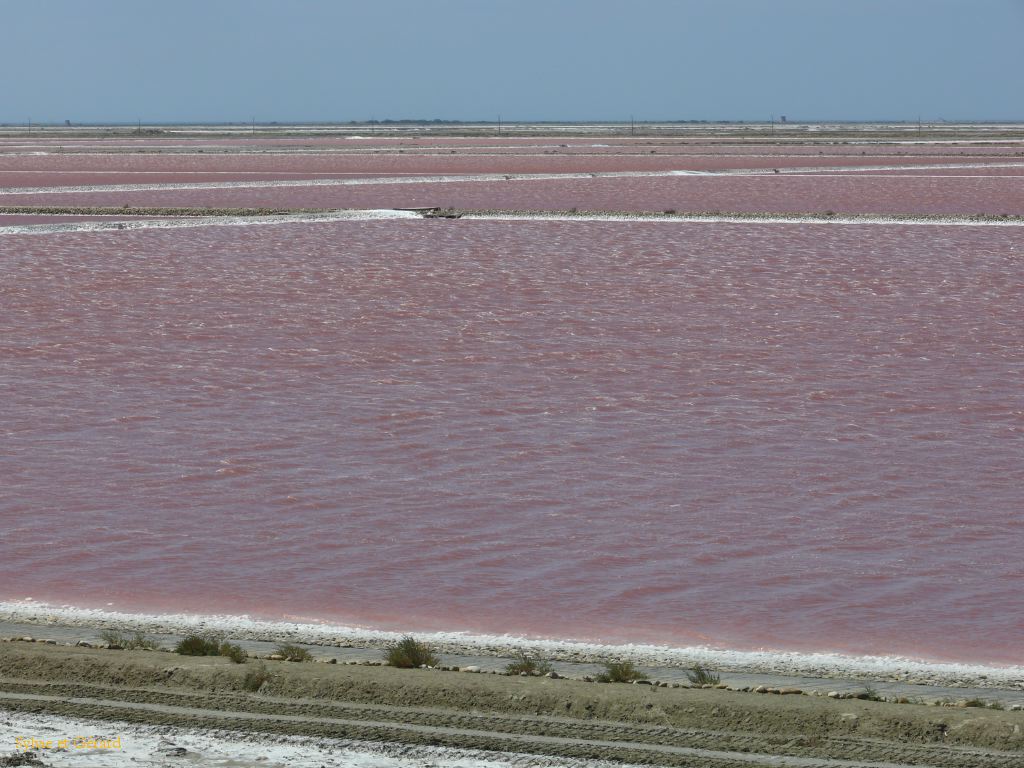 Salins de Giraud 04