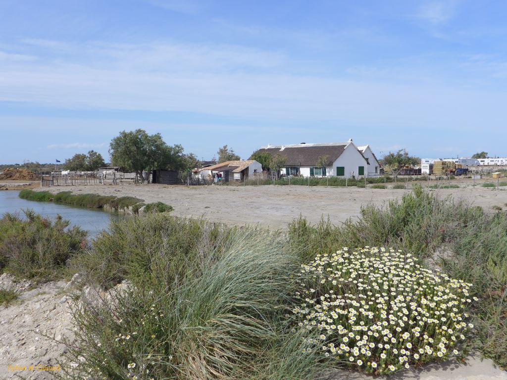 Stes Maries de la Mer 09