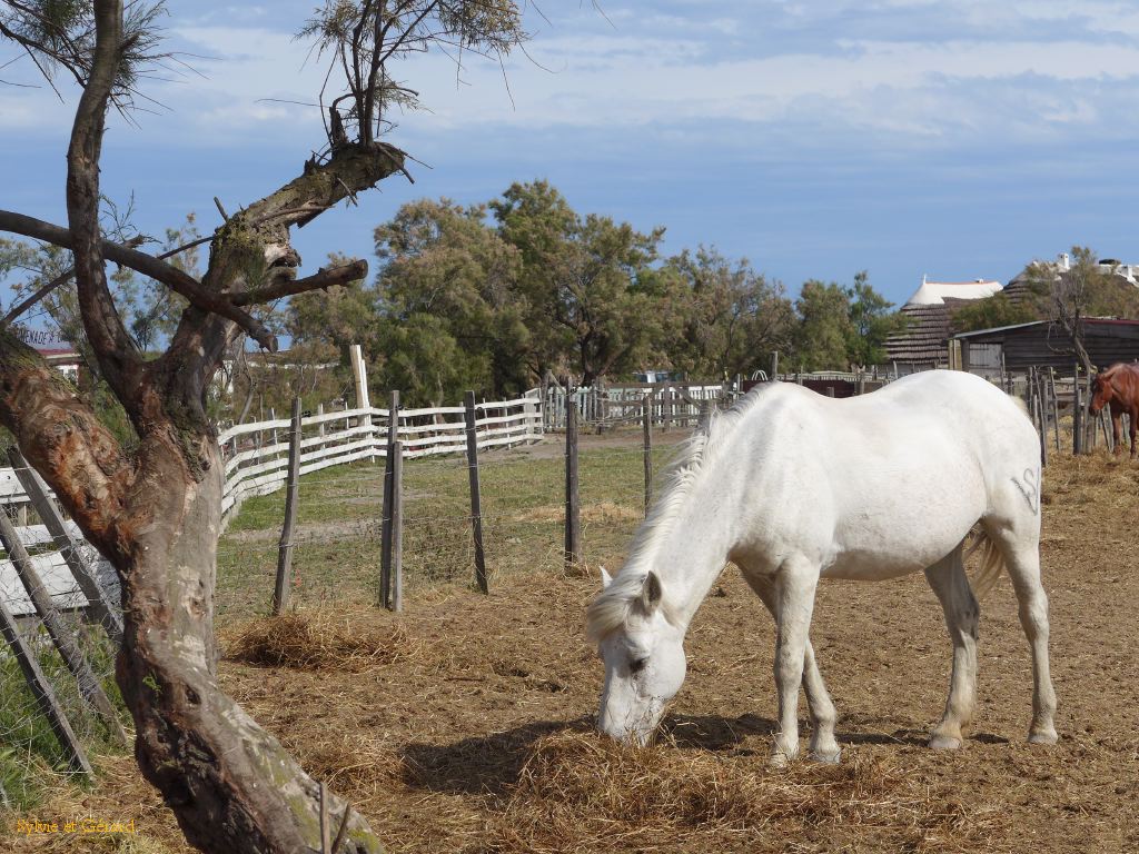 Stes Maries de la Mer 10